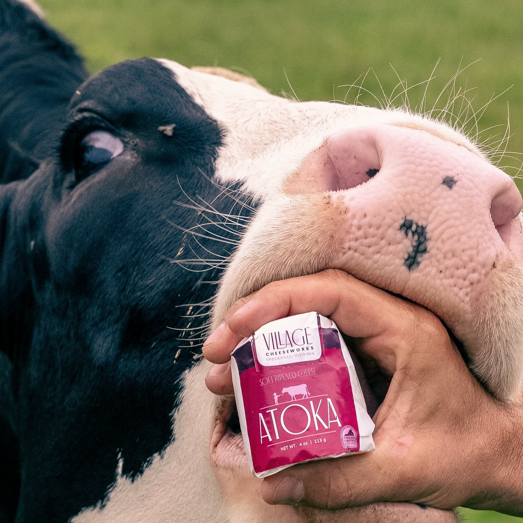 Atoka — Soft-Ripened Cheese (4.5 oz), Pack of 6